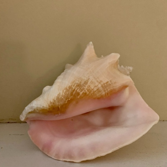 📌 Large Queen Conch Shell - Picture 2 of 5